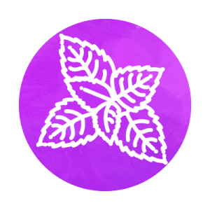 Peppermint purple