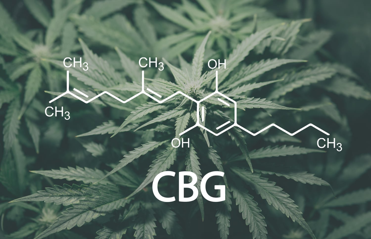 CBG Vs. CBD: Full Breakdown | Muscle MX